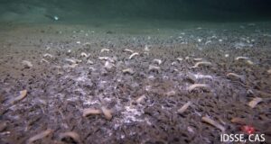 Sumergible encuentra criaturas prosperando en las partes más profundas del océano