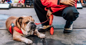 Hamilton agradece respuesta al fallecimiento de su perro Roscoe